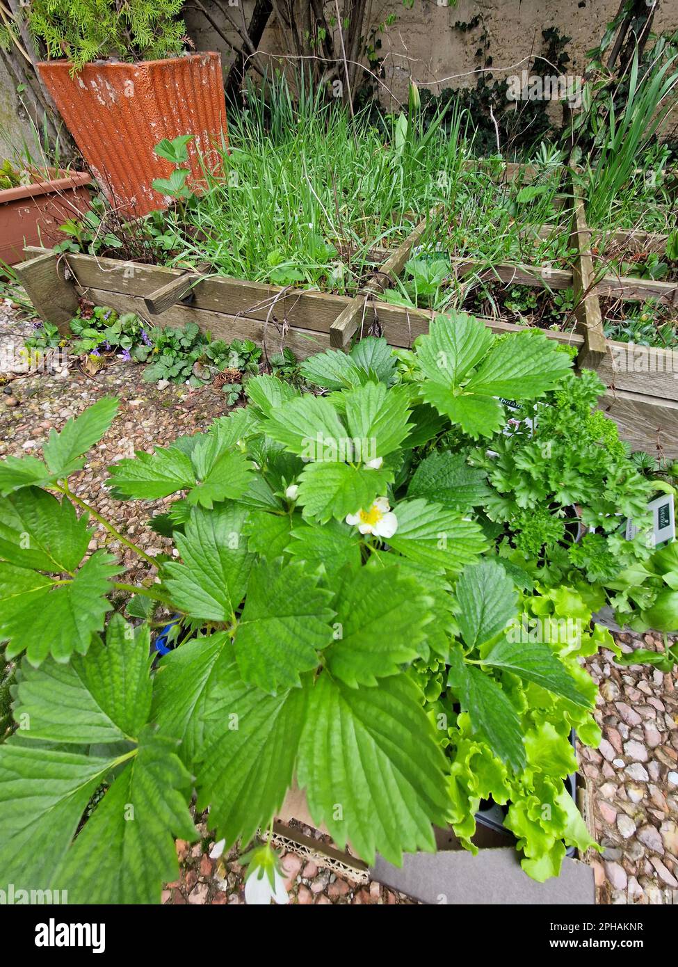 Early works fruit culture hi-res stock photography and images - Alamy