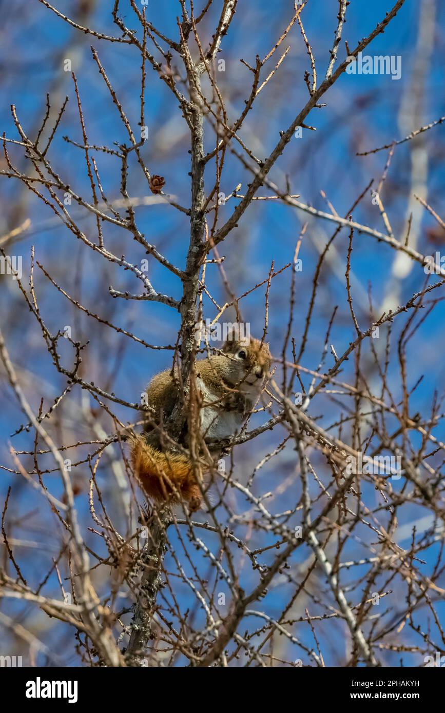 American Red Squirrel, Tamiasciurus hudsonicus, high in Tamarack along Peshekee Grade Road in Upper Peninsula, Michigan, USA Stock Photo