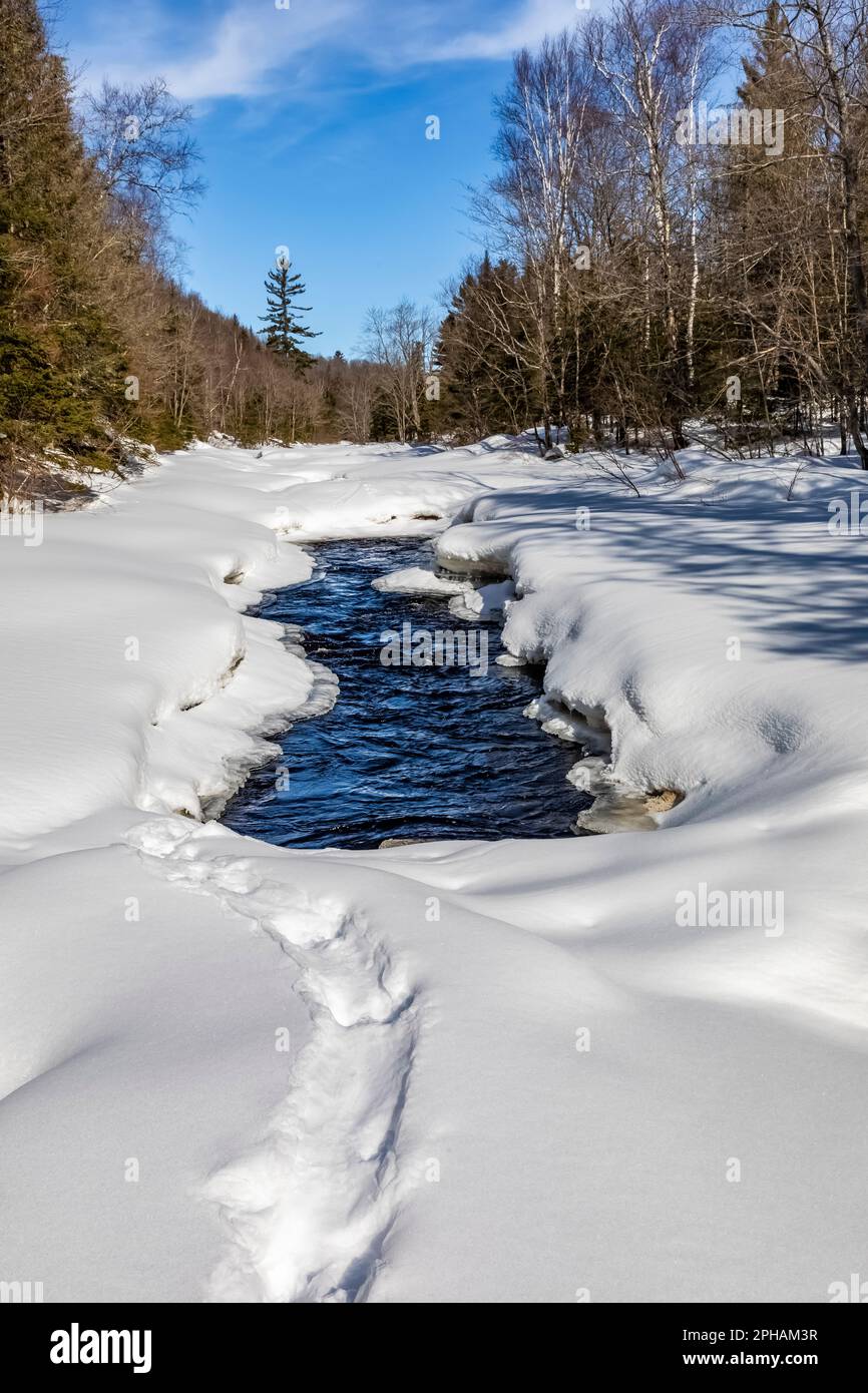 North American River Otter, Lontra canadensis, tracks in snow along Peshekee River, Upper Peninsula, Michigan, USA Stock Photo