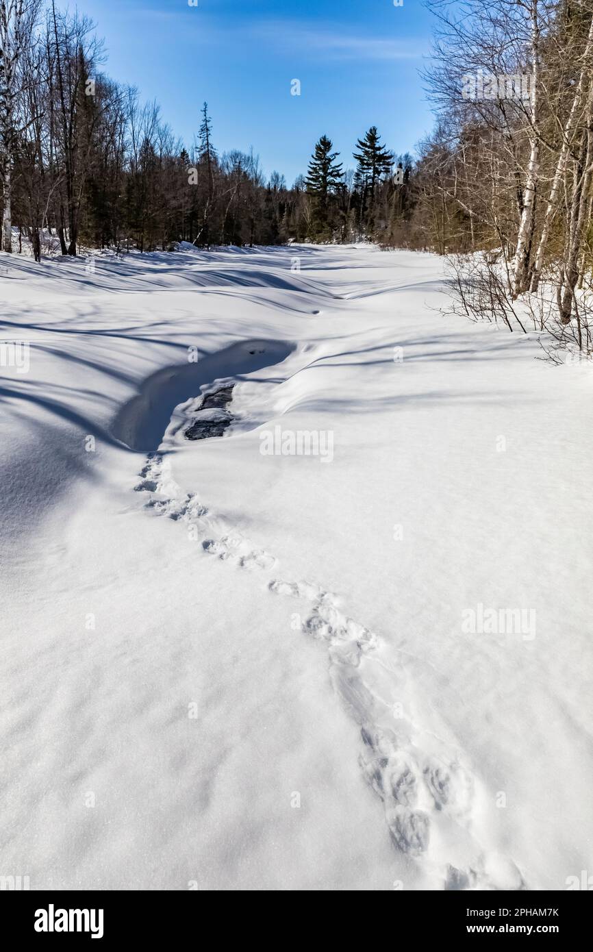 North American River Otter, Lontra canadensis, tracks in snow along