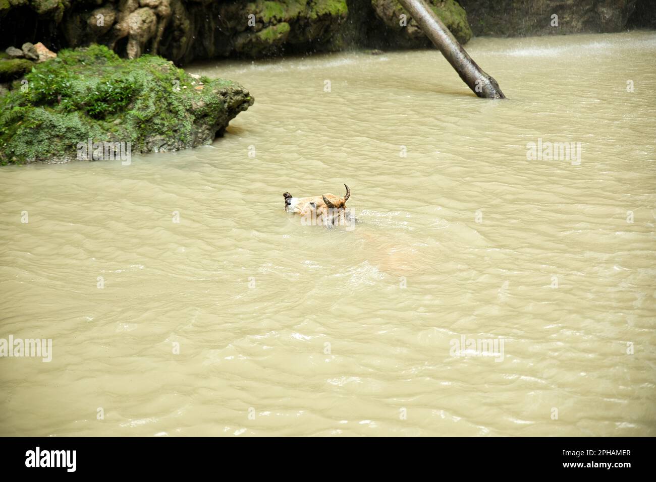 An Asian cow swims in the natural pool of the Cangbangang waterfall in Siquijor, Philippines. Stock Photo