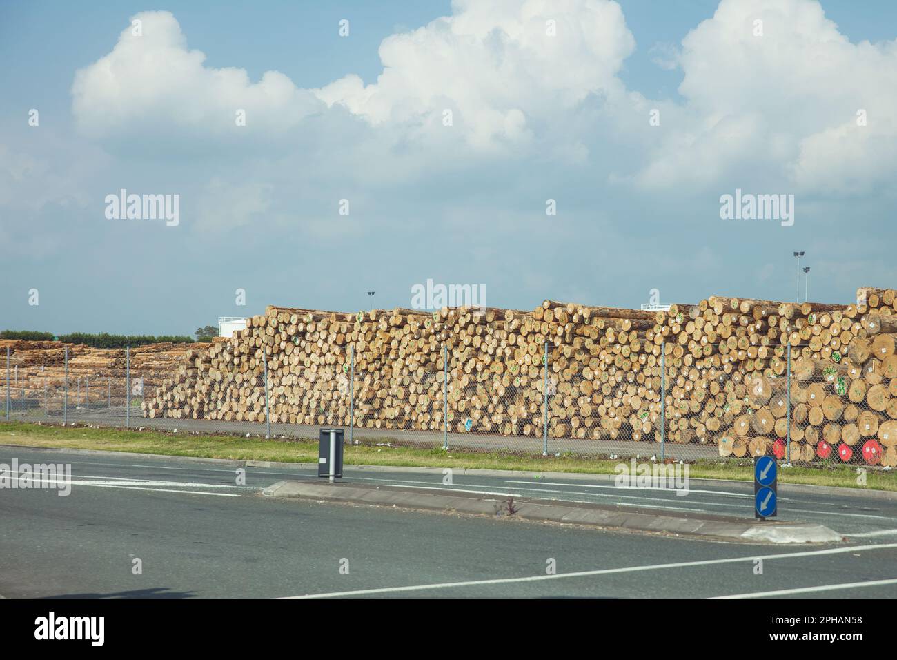 Load of harvested pine logs waiting to be exported in Port Tauranga