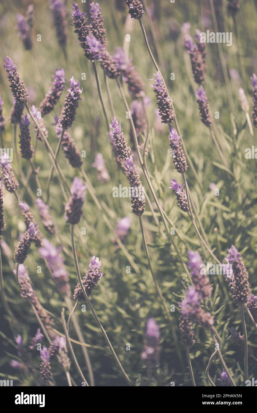 Lavender flowers soft focus hi-res stock photography and images - Alamy