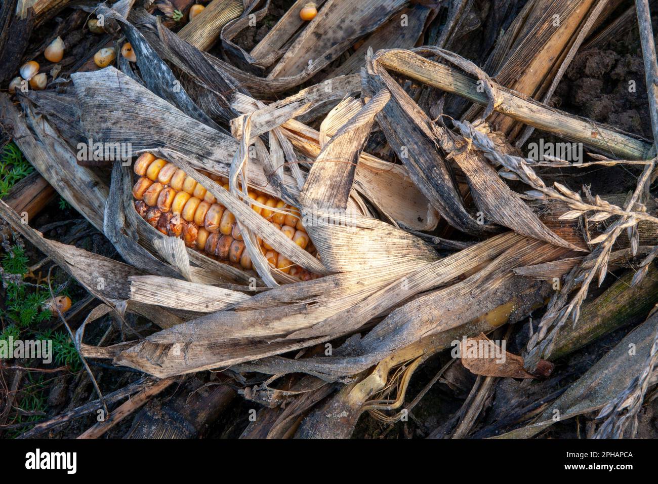 Mais am Boden zerstört,Schädlinge, Missernte und Katastophe und ...