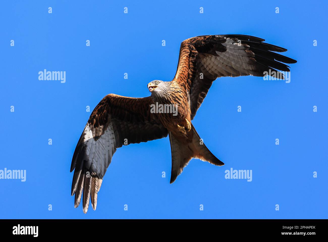 Red Kites soar through the sky as they feed at Muddy Boots Cafe