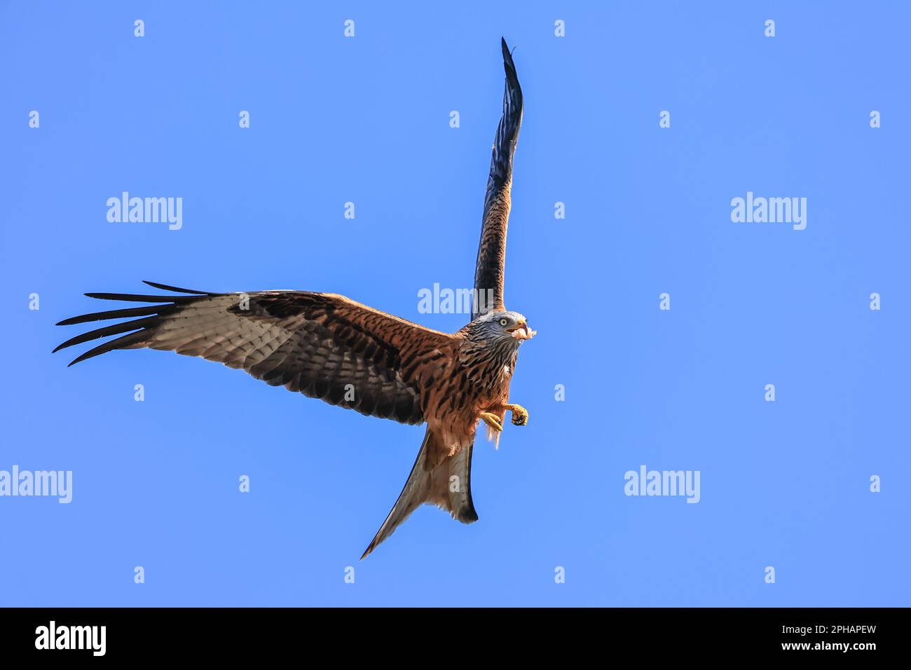 Red Kites soar through the sky as they feed at Muddy Boots Cafe, Harewood, Leeds, United Kingdom