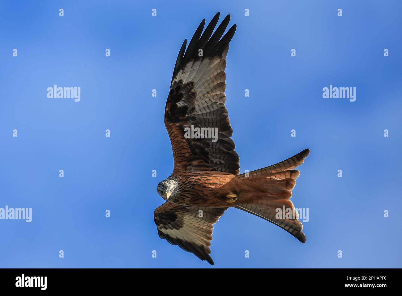 Red Kites soar through the sky as they feed at Muddy Boots Cafe