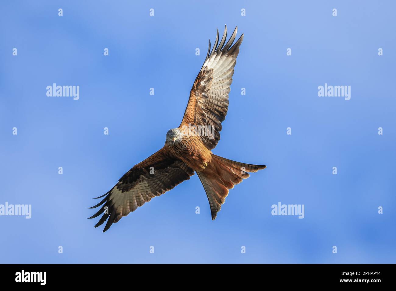Red Kites soar through the sky as they feed at Muddy Boots Cafe