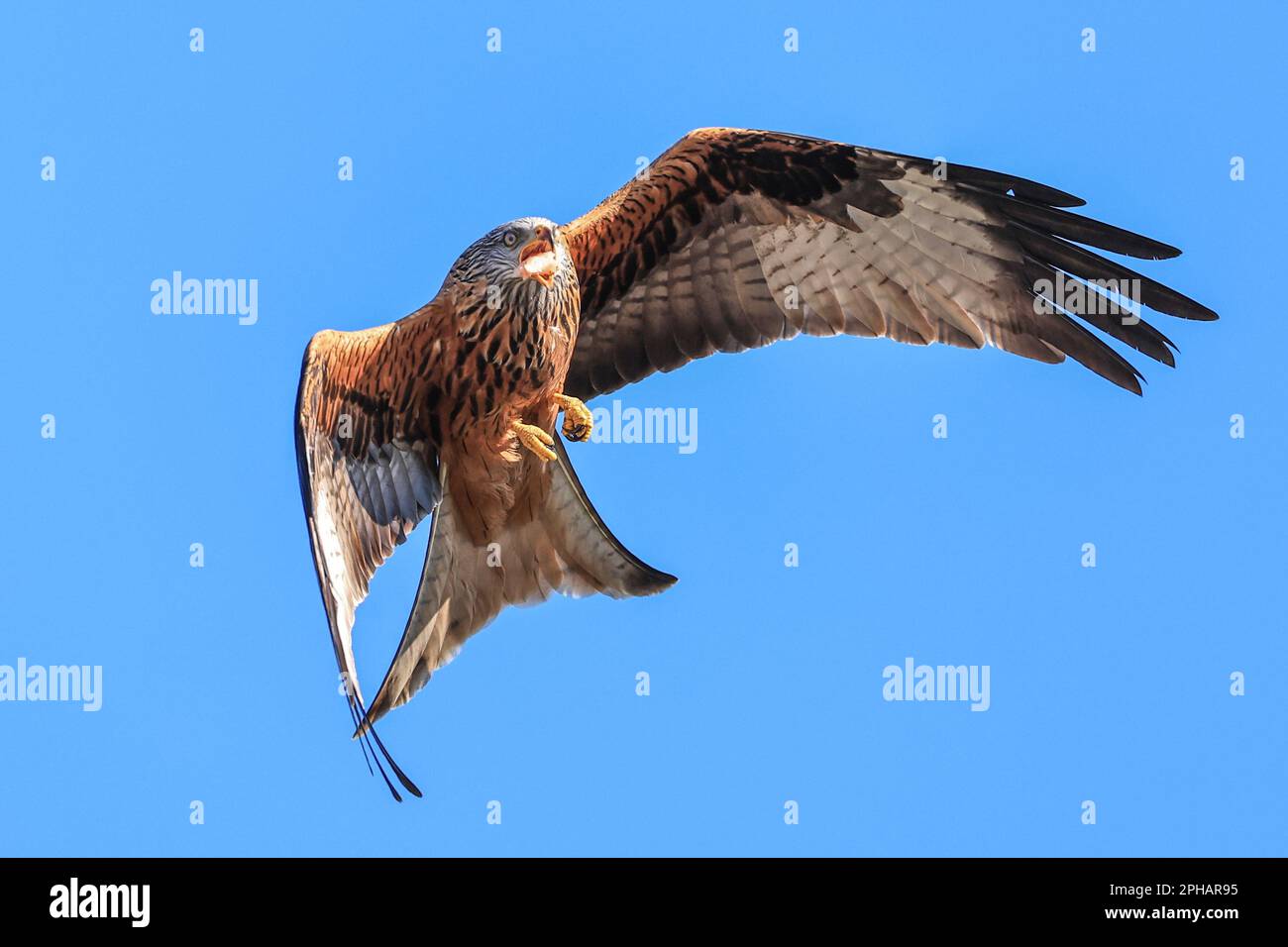 Red Kites soar through the sky as they feed at Muddy Boots Cafe ...