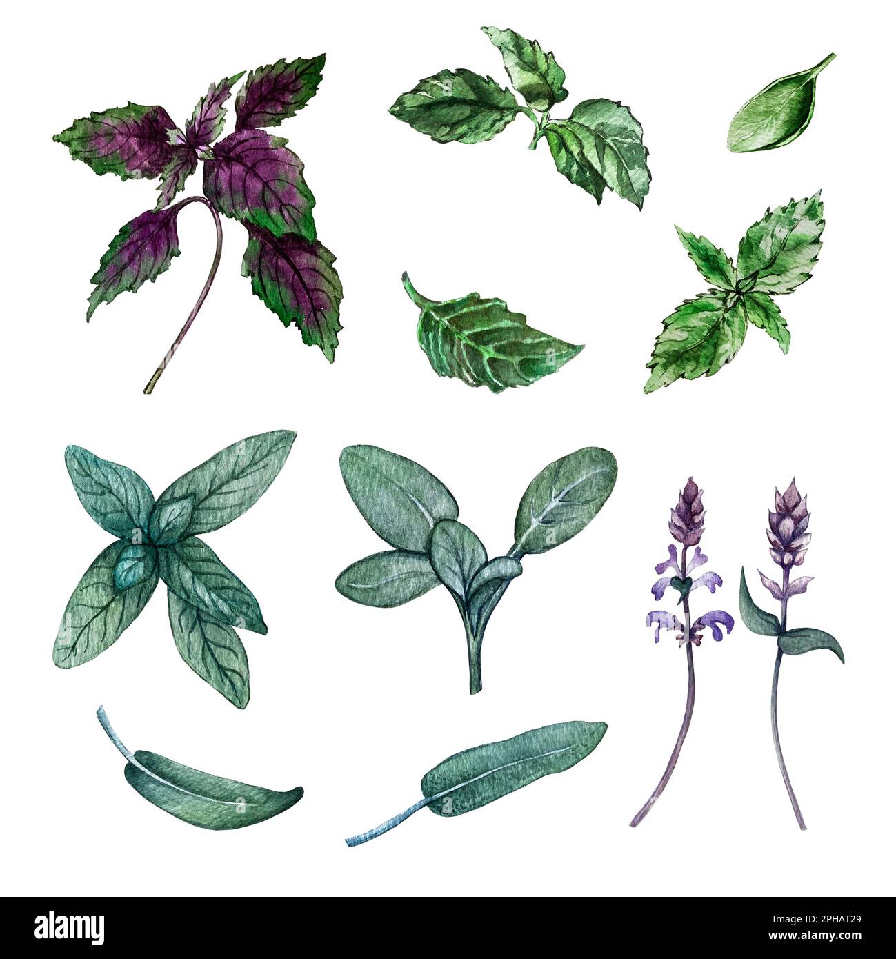 set of basil leaves and sage leaves Stock Photo Alamy