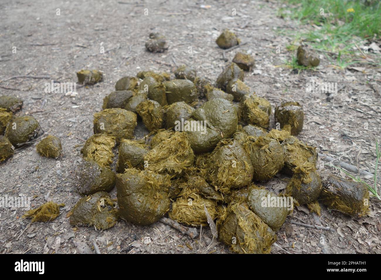 Oblique view on a huge parcel of fresh brown horse turd lying on farm