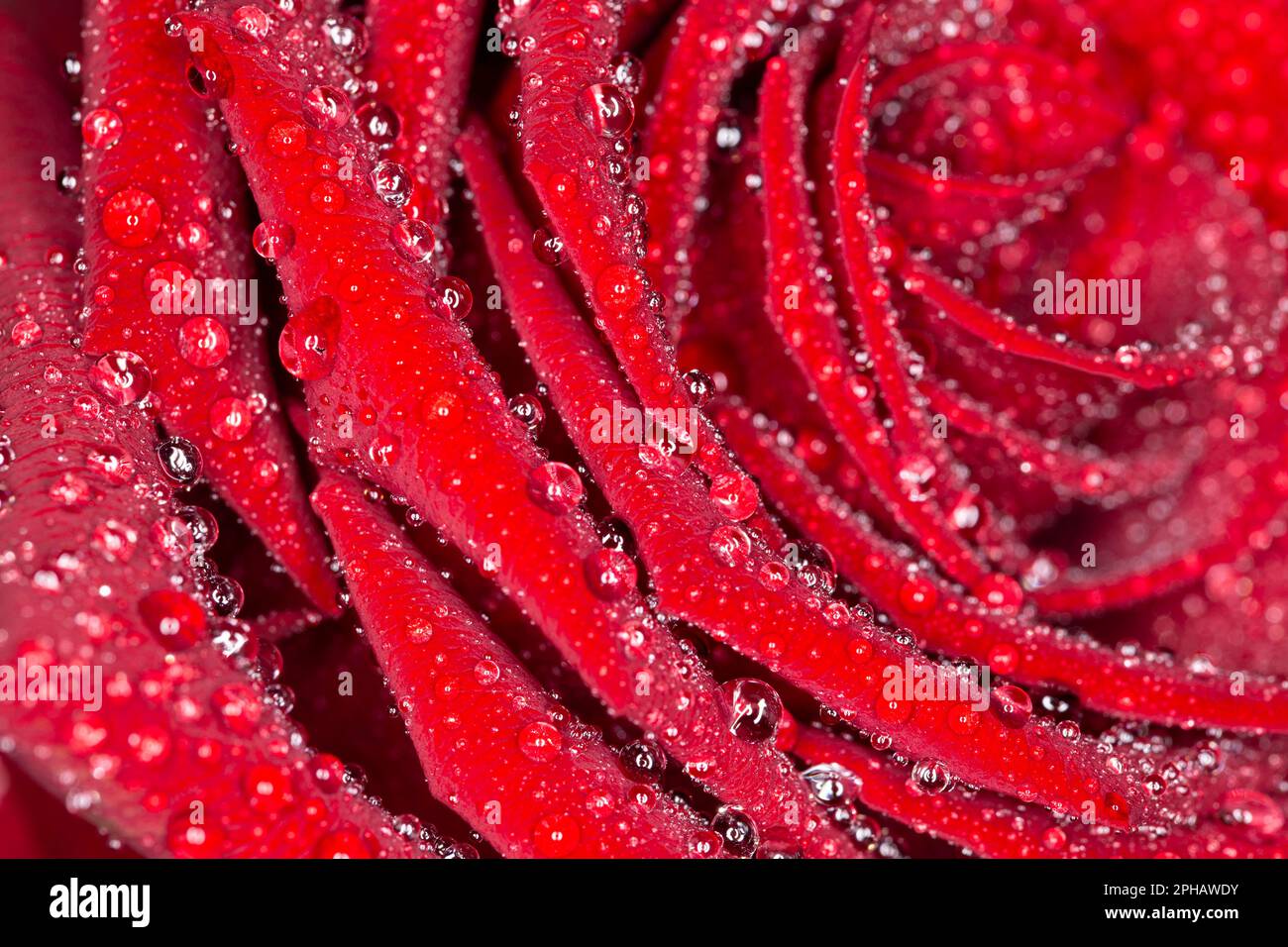 Nahaufnahme von Rosenblüte mit Wassertropfen, Close up of rose flower with water drops Stock Photo