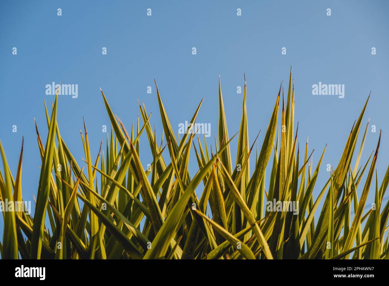 Spikey yucca plant against a blue sky Stock Photo
