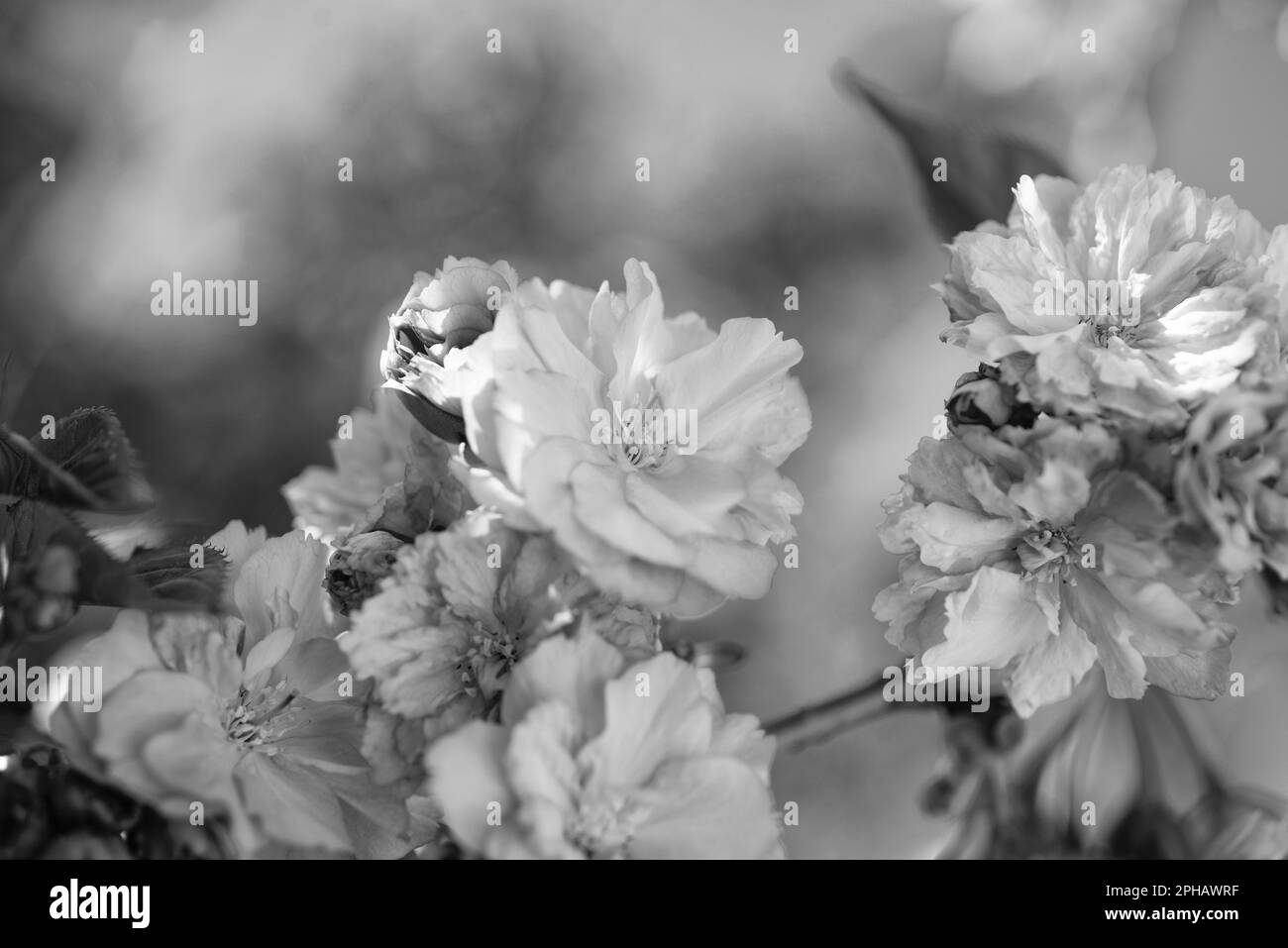 pink flowers of blooming sakura tree in spring. bloom Stock Photo Alamy