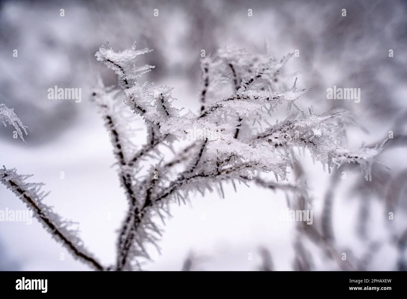 A wintery landscape of a barren field covered in snow and frost, with a ...