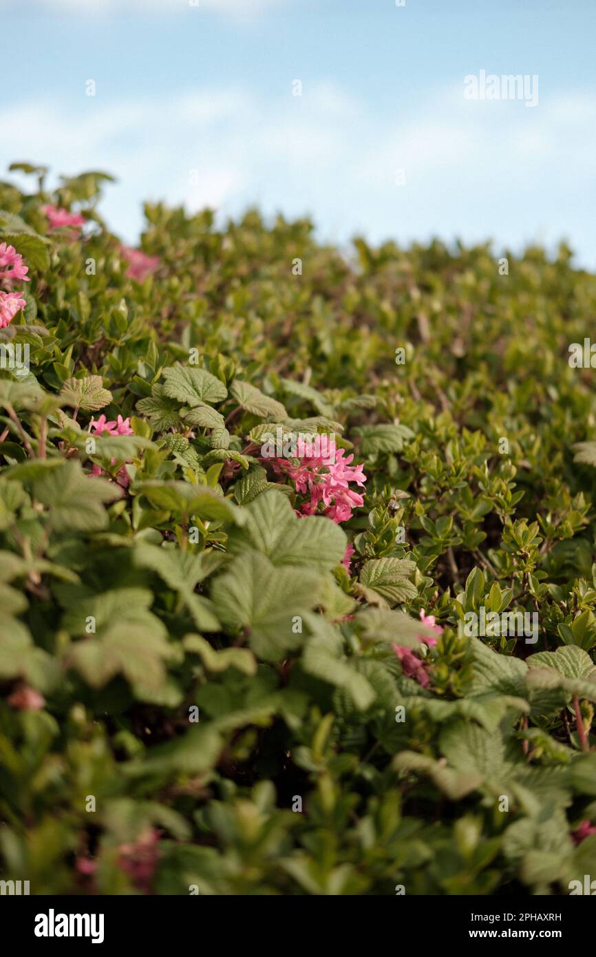 Pink flowers blooming during spring Stock Photo Alamy
