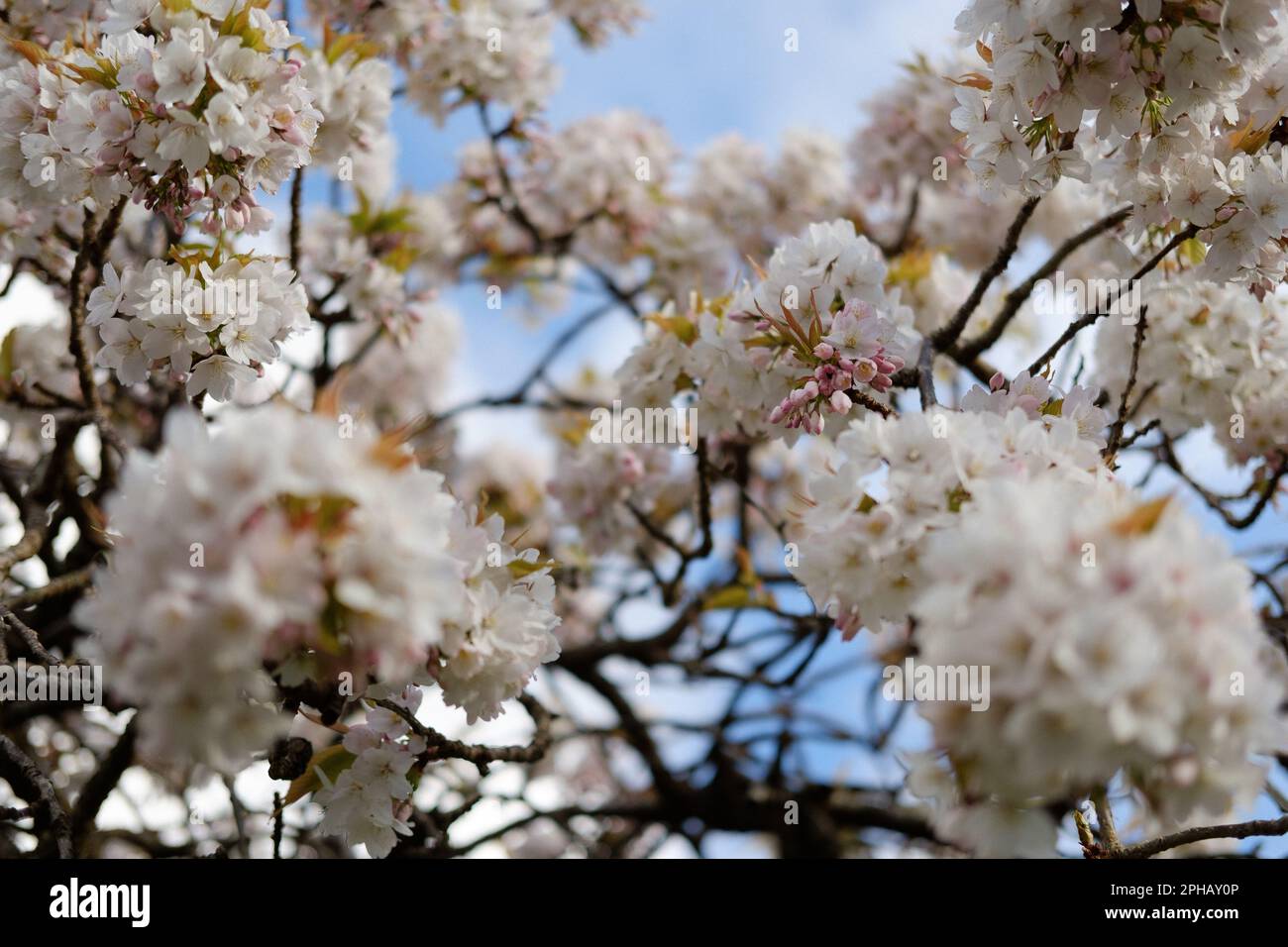 White cherry blossoms in full bloom Stock Photo Alamy
