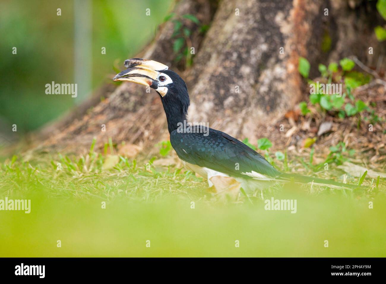 Female oriental pied hornbill collecting nesting material beneath her nest in a park tree, Singapore Stock Photo