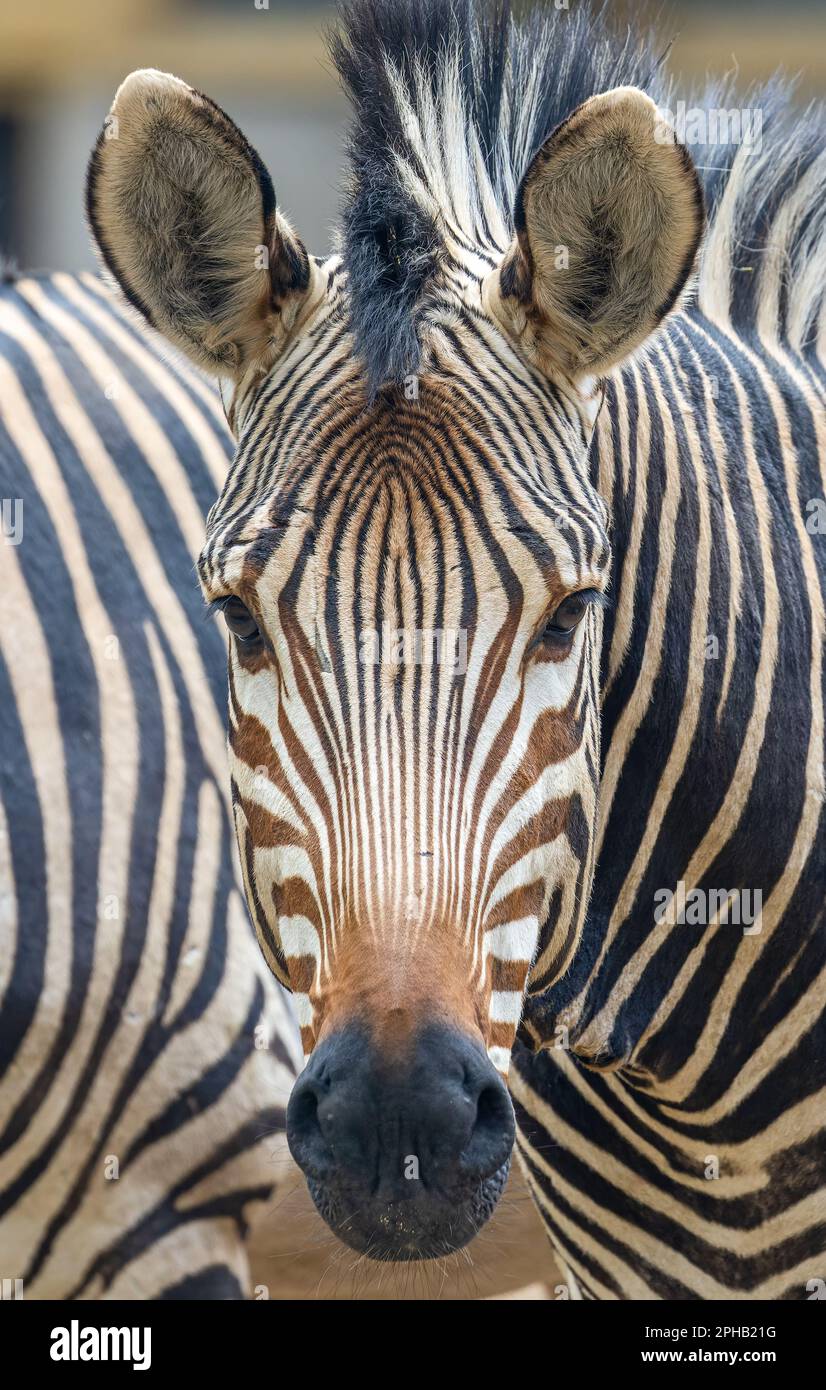 Frontal close up of a Hartmann's mountain zebra (Equus zebra hartmannae) Stock Photo