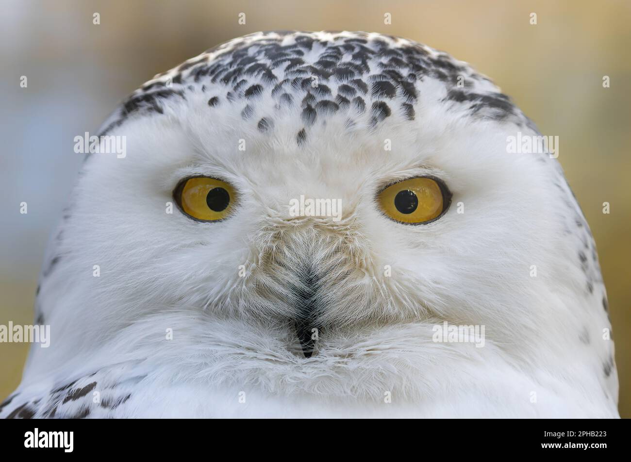 Close-up view of a Snowy Owl (Bubo scandiacus Stock Photo - Alamy