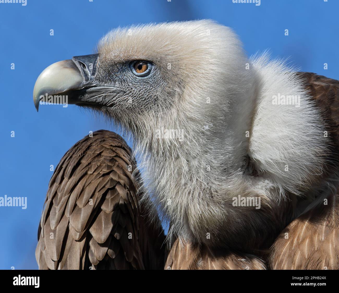 Close-up view of a Eurasian griffon vulture (Gyps fulvus) Stock Photo