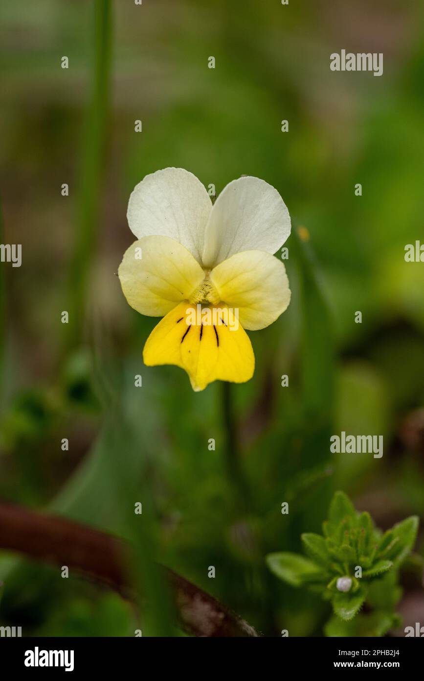 A closeup shot of a viola lutea flower in the garden. Stock Photo