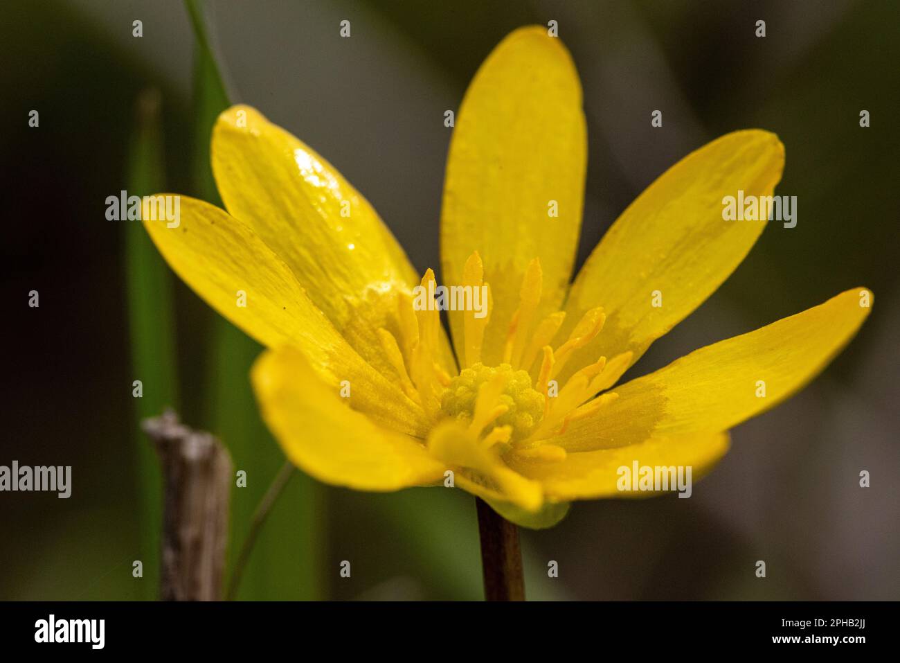 A closeup shot of a vibrant yellow flower in the garden. Stock Photo