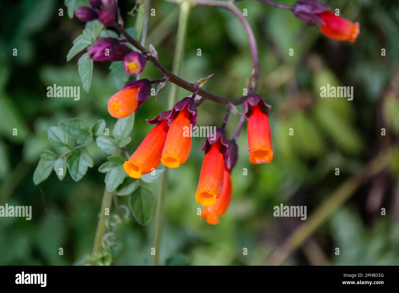 A close-up shot of a vibrant red eccremocarpus scaber flower, hanging delicately from its stem with freshness and health. Growth abounds in natures beauty! Stock Photo