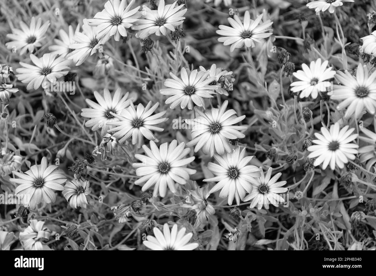 Linear floral black and white seamless pattern in doodle style. Vector  illustration. 11020786 Vector Art at Vecteezy, image size:1300x956