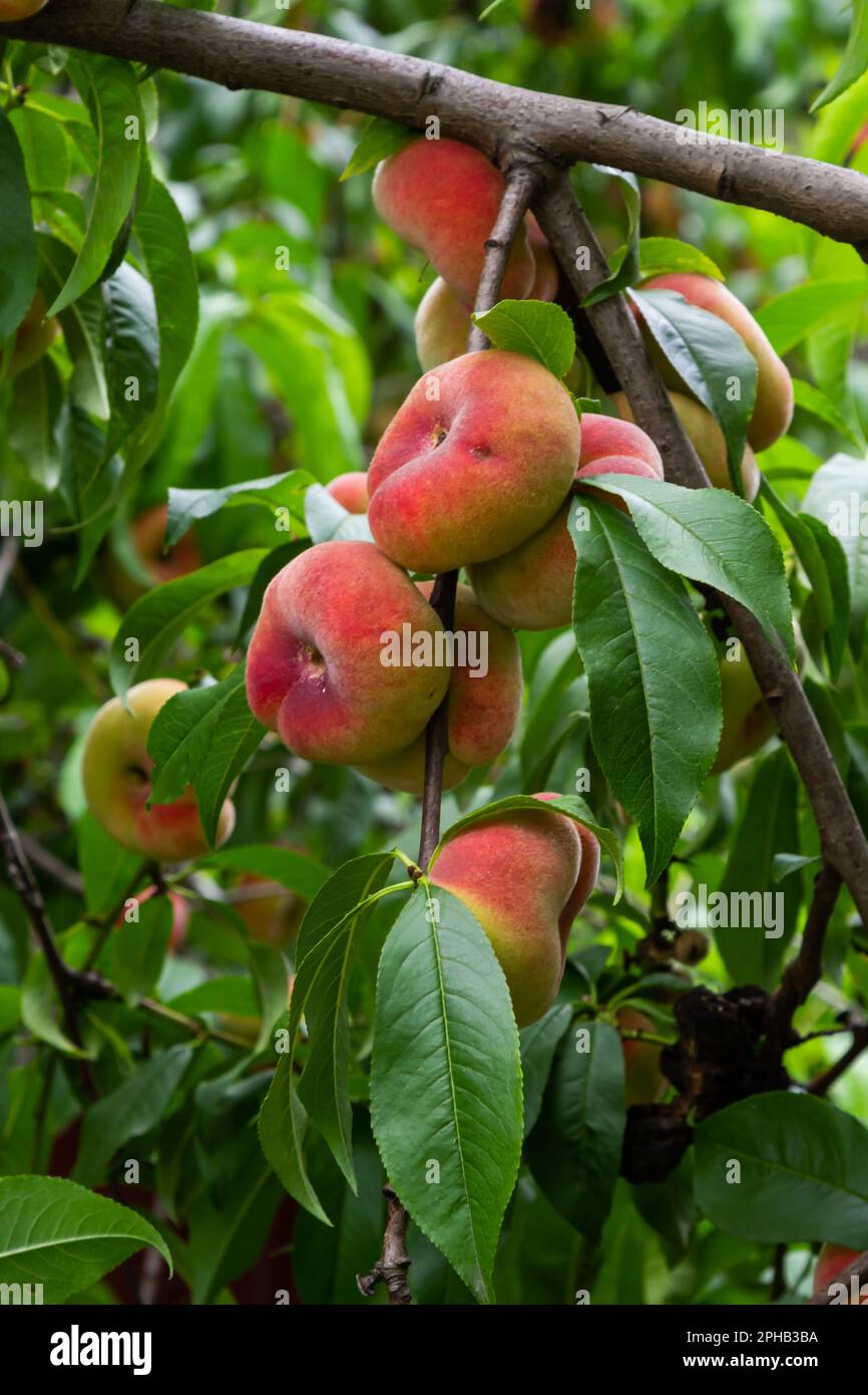 Branches with donut peaches and green leaves. Peach tree Stock Photo