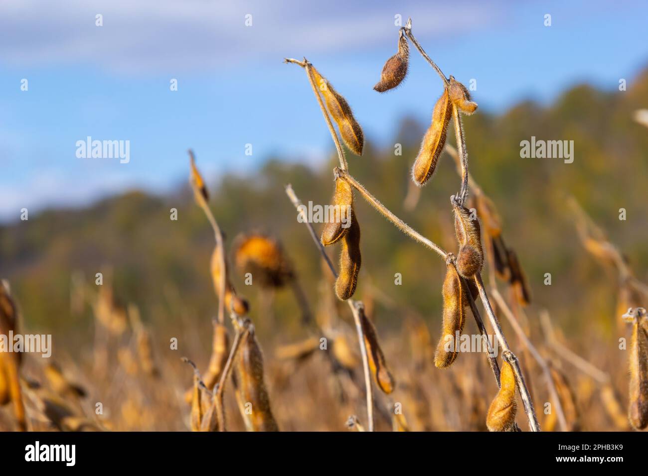 Soybean fields. Ripe goldenyellow soybean pods at sunset. Soybean