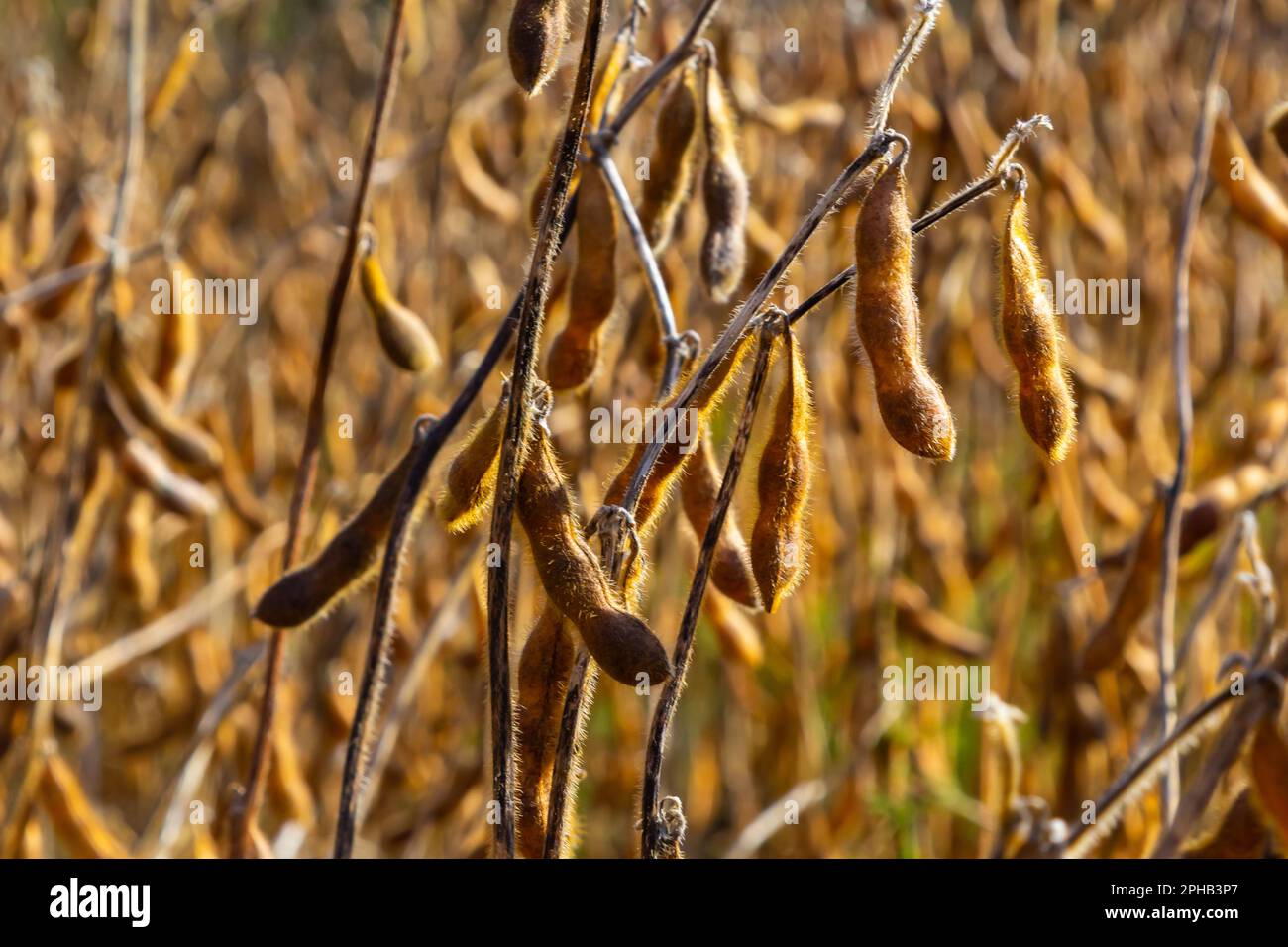 Soybeans pod macro. Harvest of soy beans agriculture legumes plant. Soybean field dry soyas