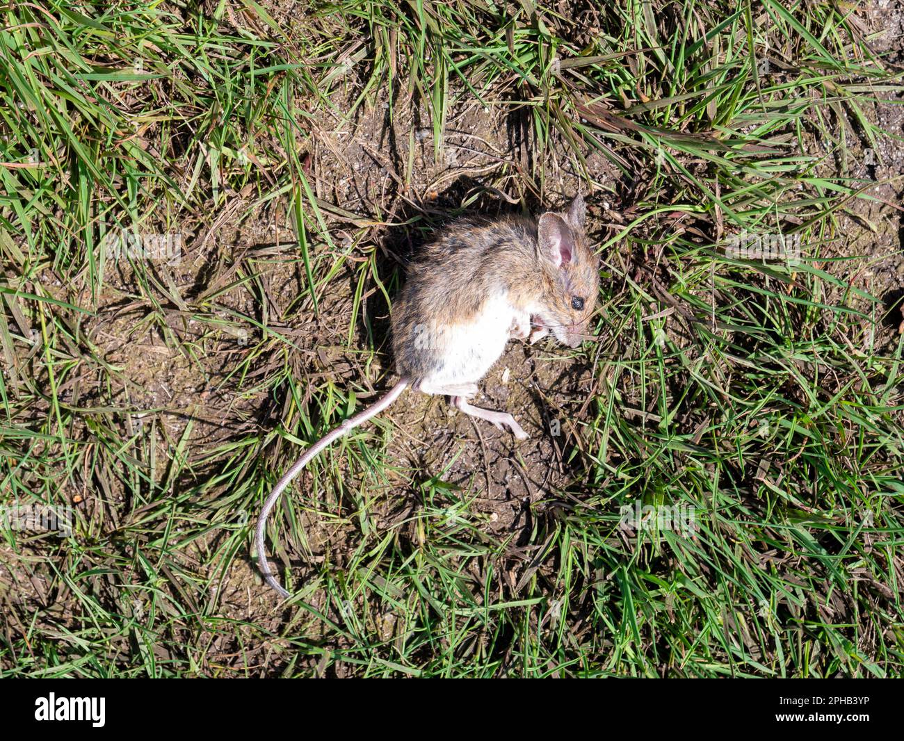 Wood mouse, Apodemus sylvaticus, lying dead on grass, Netherlands Stock Photo