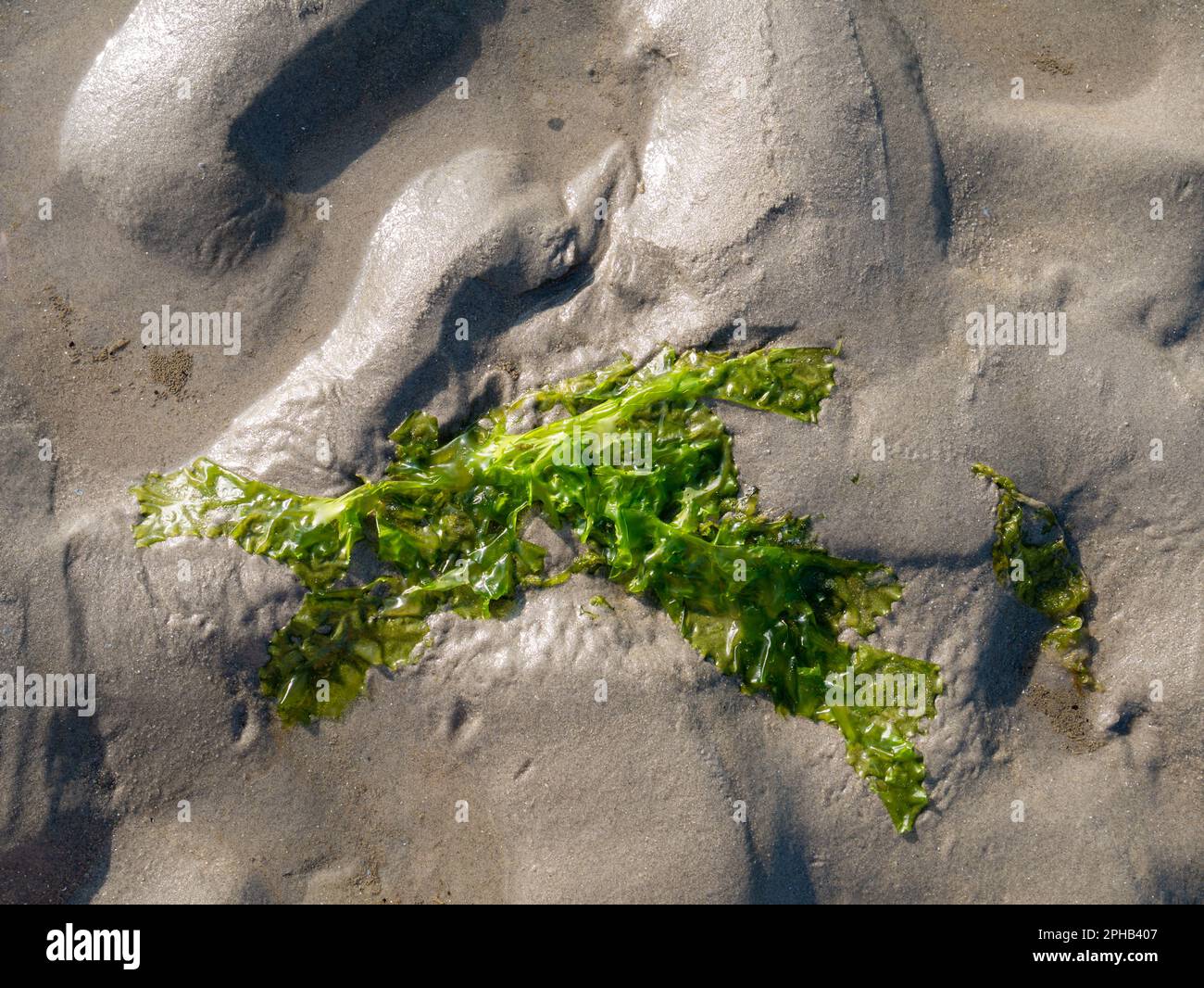 Sea lettuce, Ulva lactuca, on sand at low tide of Wadden sea, Netherlands Stock Photo