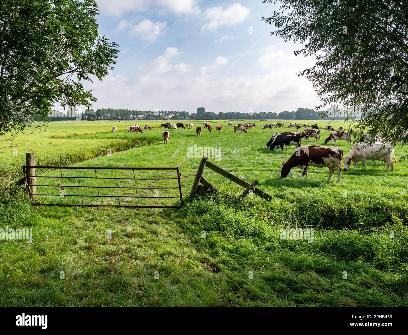Herd of Friesian Holstein and Red-White diary cows grazing on green meadow in polder near Langweer, Friesland, Netherlands Stock Photo