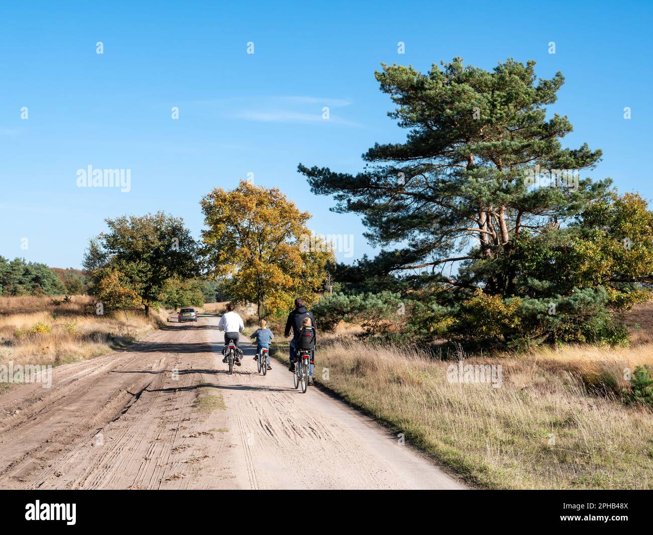 People bicycling on cycle path in nature reserve Veluwe near Kootwijk, Gelderland, Netherlands Stock Photo
