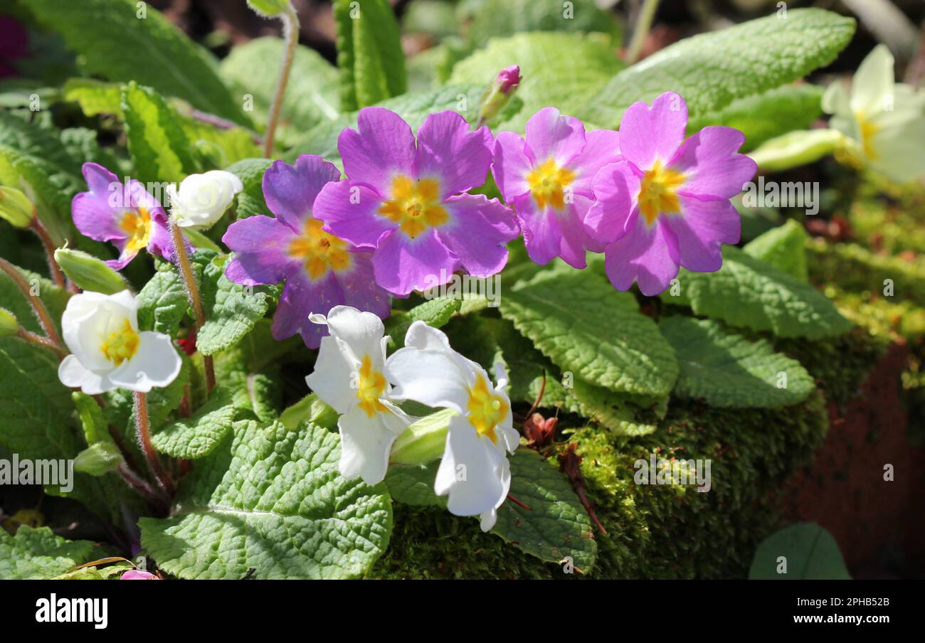 Pink and White Polyanthus flowers Stock Photo