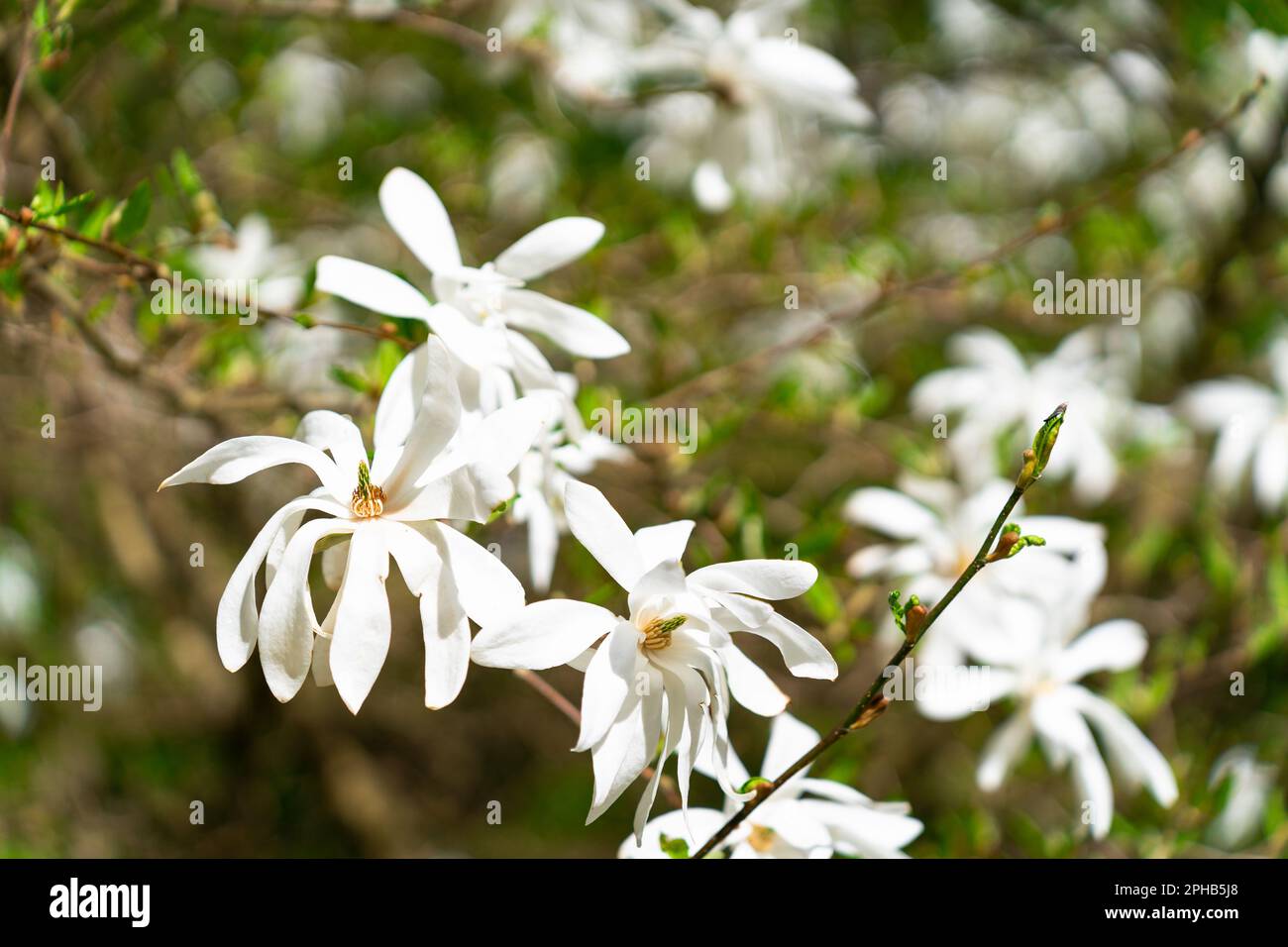 Magnolia stellata, sometimes called the star magnolia, is slow-growing shrub or small tree native to Japan. Magnolia stellata Siebold and Zucc. Maxim. Stock Photo