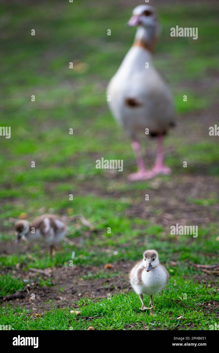 London, UK.  27 March 2023.  UK Weather – Watched by one of their parents, Egyptian Goose goslings explore their surroundings in St. James’s Park.  Credit: Stephen Chung / Alamy Live News Stock Photo