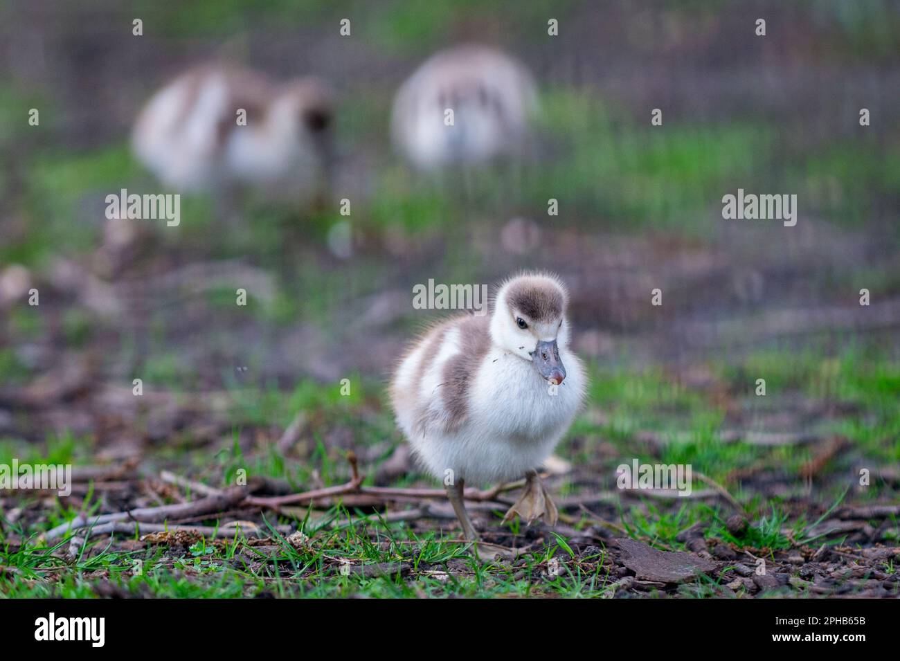 London, UK.  27 March 2023.  UK Weather – Egyptian Goose goslings explore their surroundings in St. James’s Park.  Credit: Stephen Chung / Alamy Live News Stock Photo