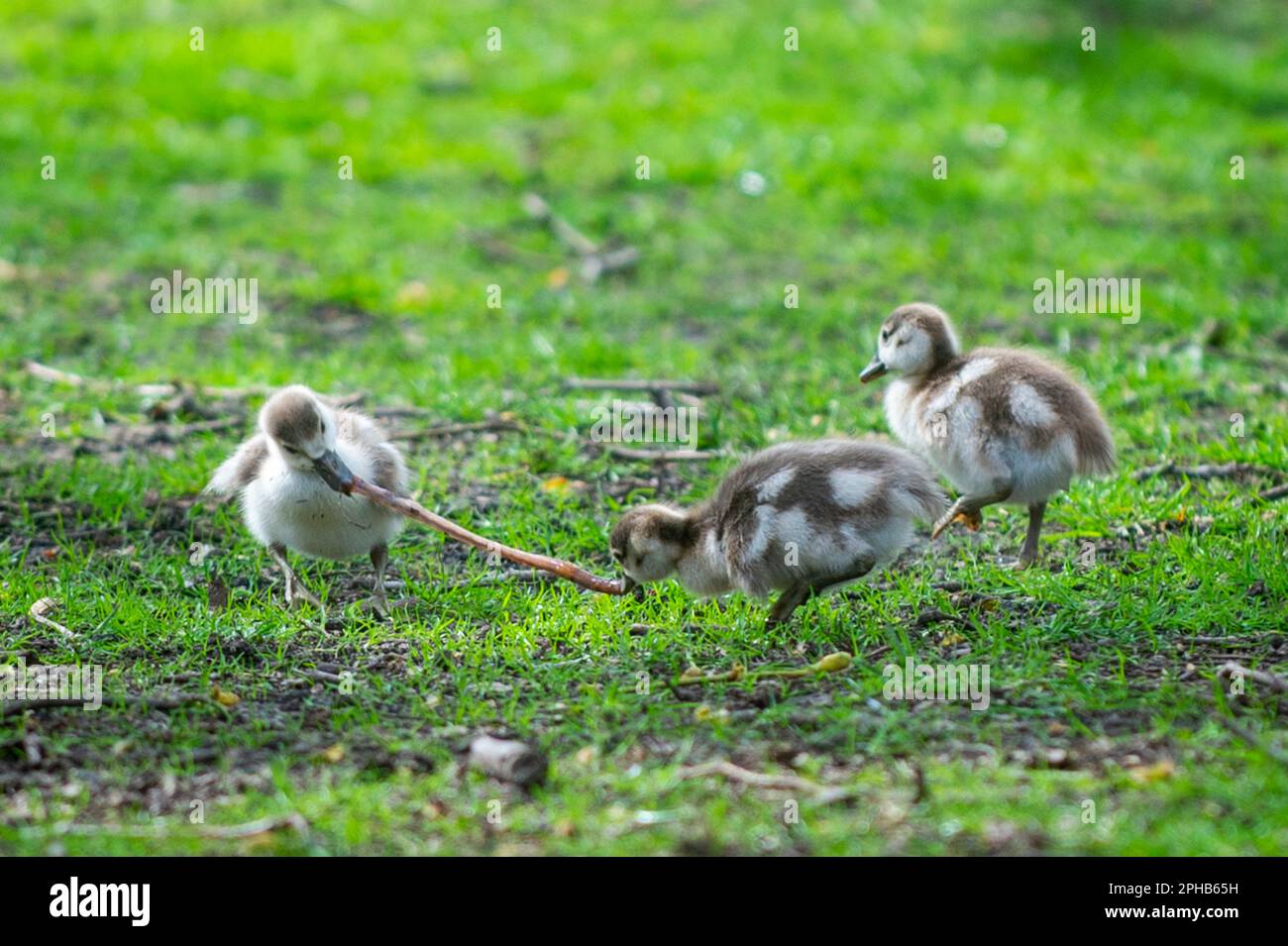 London, UK.  27 March 2023.  UK Weather – Egyptian Goose goslings fight over an earthworm as they explore their surroundings in St. James’s Park.  Credit: Stephen Chung / Alamy Live News Stock Photo