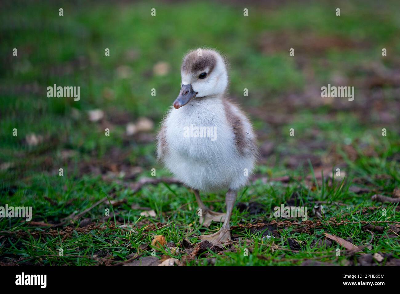 London, UK.  27 March 2023.  UK Weather – An Egyptian Goose gosling explores their surroundings in St. James’s Park.  Credit: Stephen Chung / Alamy Live News Stock Photo