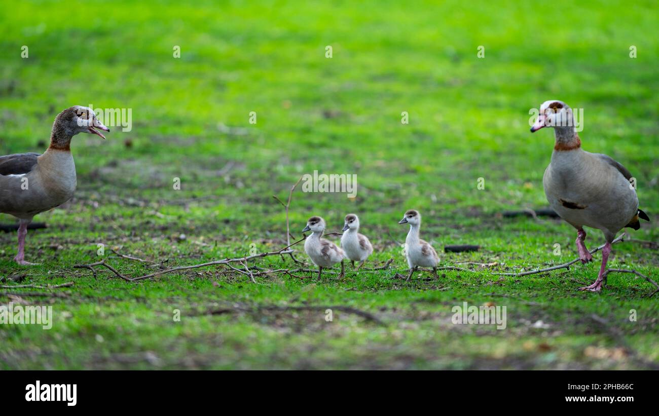 London, UK.  27 March 2023.  UK Weather – Egyptian Goose goslings and their parents explore their surroundings in St. James’s Park.  Credit: Stephen Chung / Alamy Live News Stock Photo