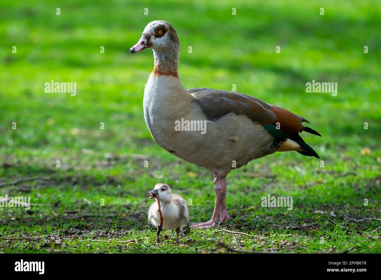 London, UK.  27 March 2023.  UK Weather – An Egyptian Goose gosling catches a worm, watched by one of its parents in St. James’s Park.  Credit: Stephen Chung / Alamy Live News Stock Photo