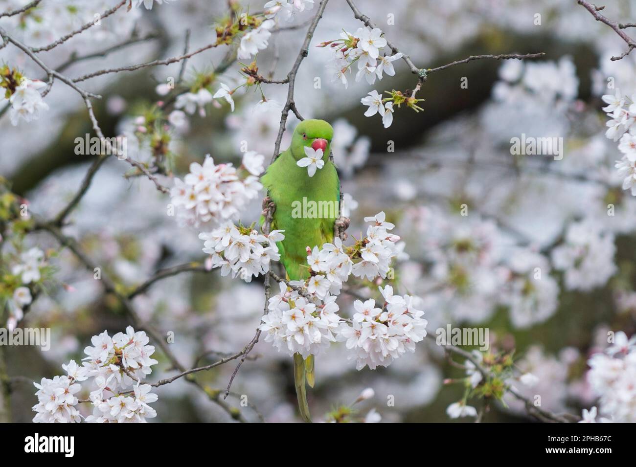 London, UK.  27 March 2023.  UK Weather – A ring-necked parakeet feeding on blossom in St. James’s Park.  According to the Royal Horticultural Society (RHS), trees will be abundant with blossom this spring because of the perfect conditions last year for bud formation, and also because early flowering has been prevented by the cold this February.  Credit: Stephen Chung / Alamy Live News Stock Photo