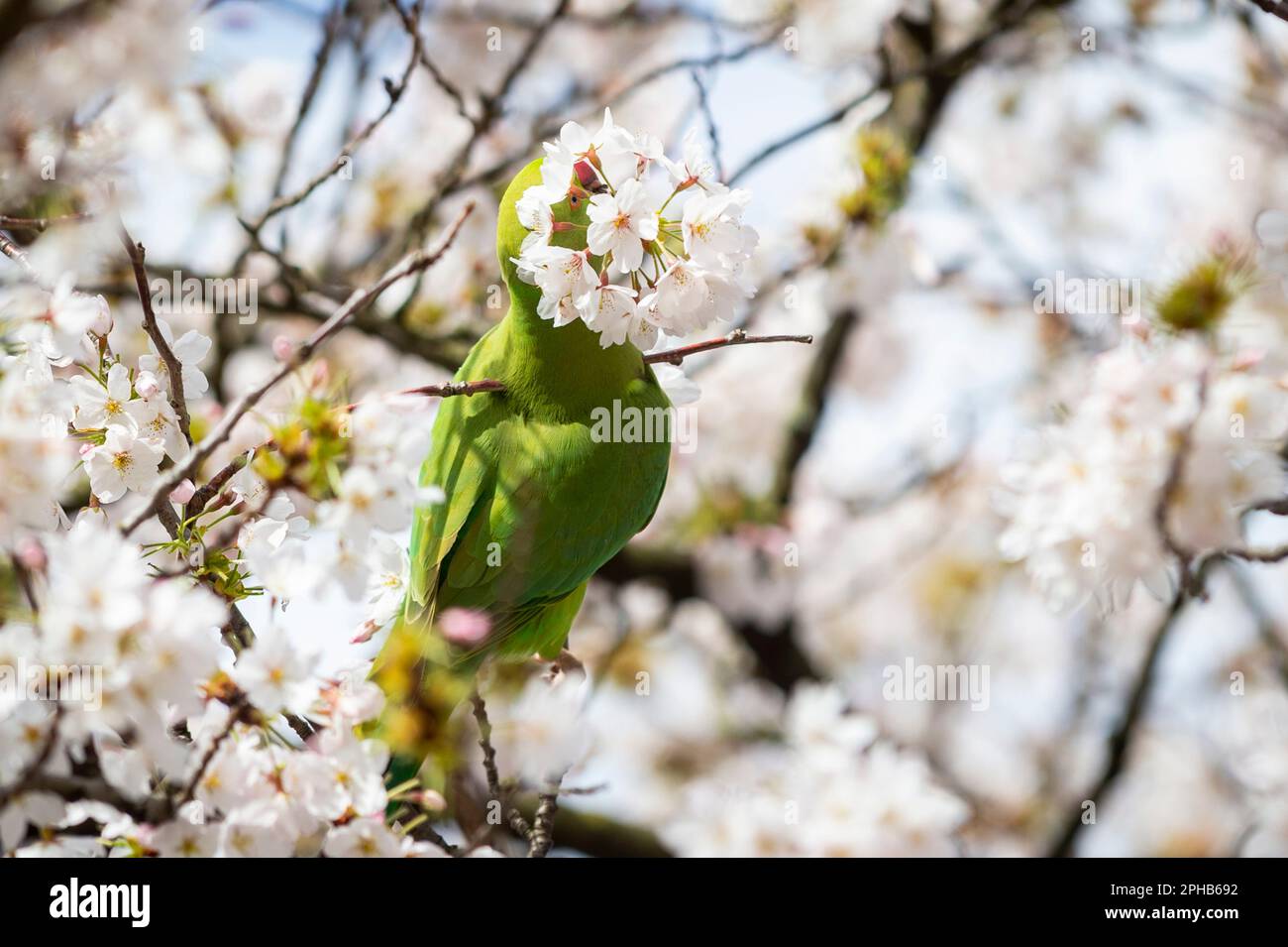 London, UK.  27 March 2023.  UK Weather – A ring-necked parakeet carrying a full head of blossom in St. James’s Park.  According to the Royal Horticultural Society (RHS), trees will be abundant with blossom this spring because of the perfect conditions last year for bud formation, and also because early flowering has been prevented by the cold this February.  Credit: Stephen Chung / Alamy Live News Stock Photo