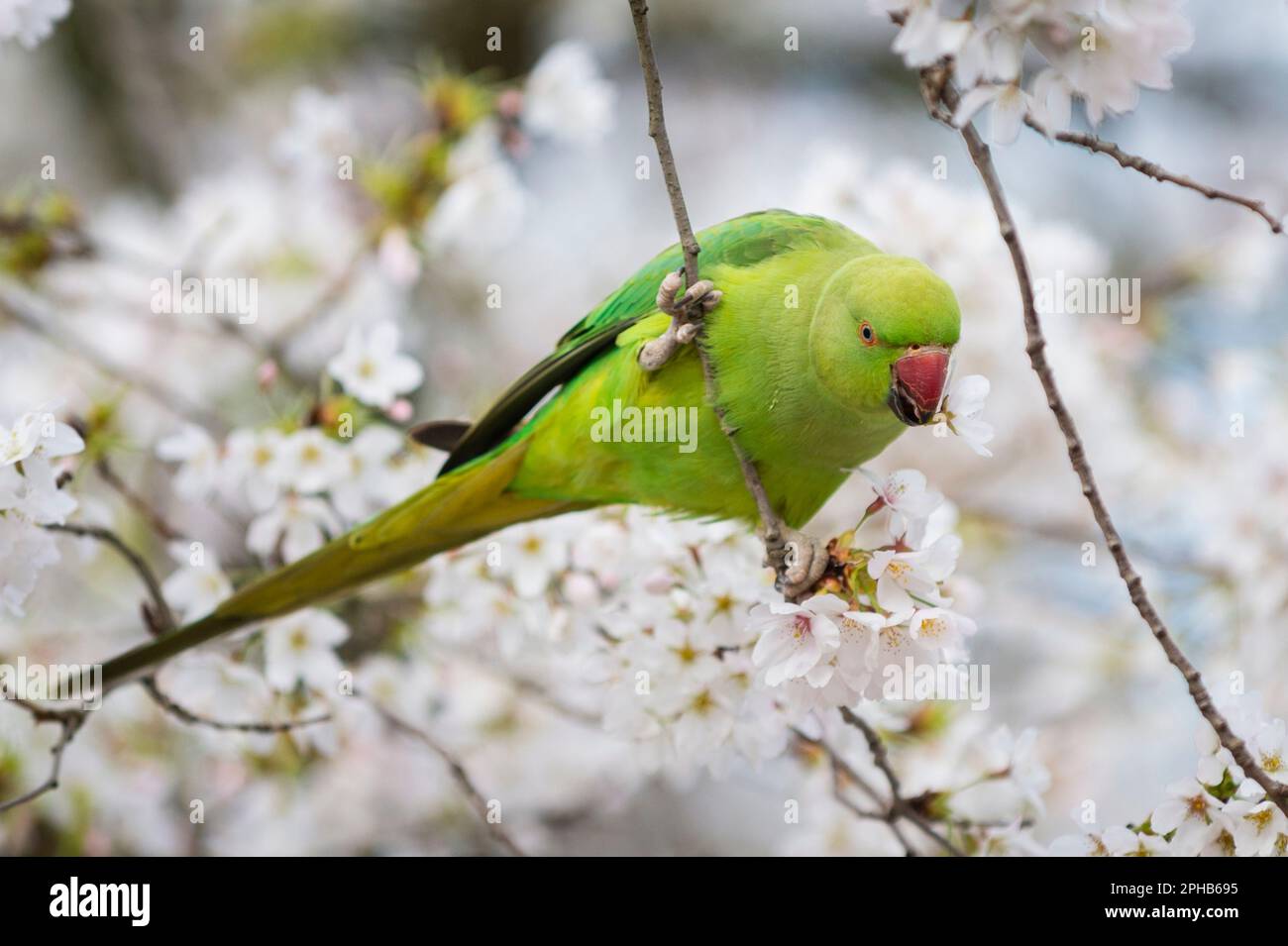 London, UK.  27 March 2023.  UK Weather – A ring-necked parakeet feeding on blossom in St. James’s Park.  According to the Royal Horticultural Society (RHS), trees will be abundant with blossom this spring because of the perfect conditions last year for bud formation, and also because early flowering has been prevented by the cold this February.  Credit: Stephen Chung / Alamy Live News Stock Photo