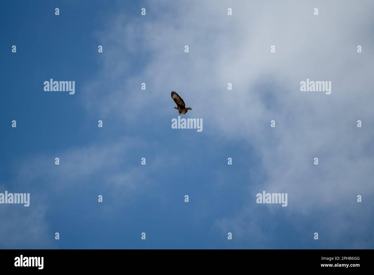 a buzzard (Buteo buteo) in flight, blue sky, white could Stock Photo ...