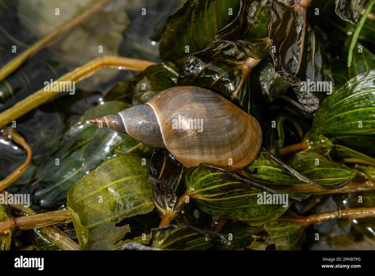 Lymnaea Great pond snail Lymnaea stagnalis, airbreathing freshwater