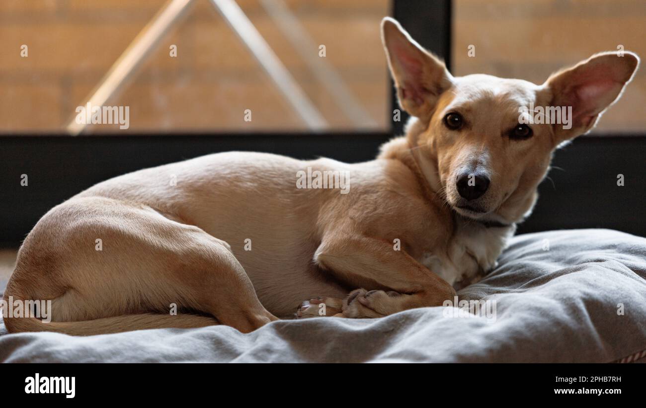 Dog not sleeping top
